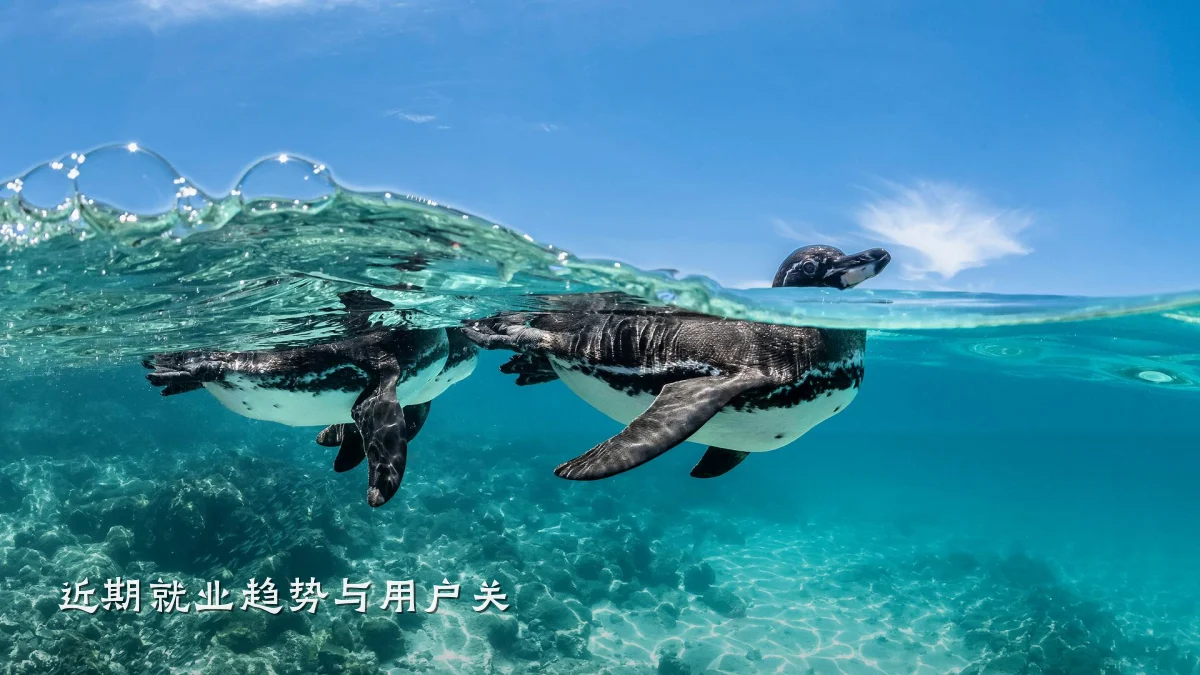 近期就业趋势与用户关