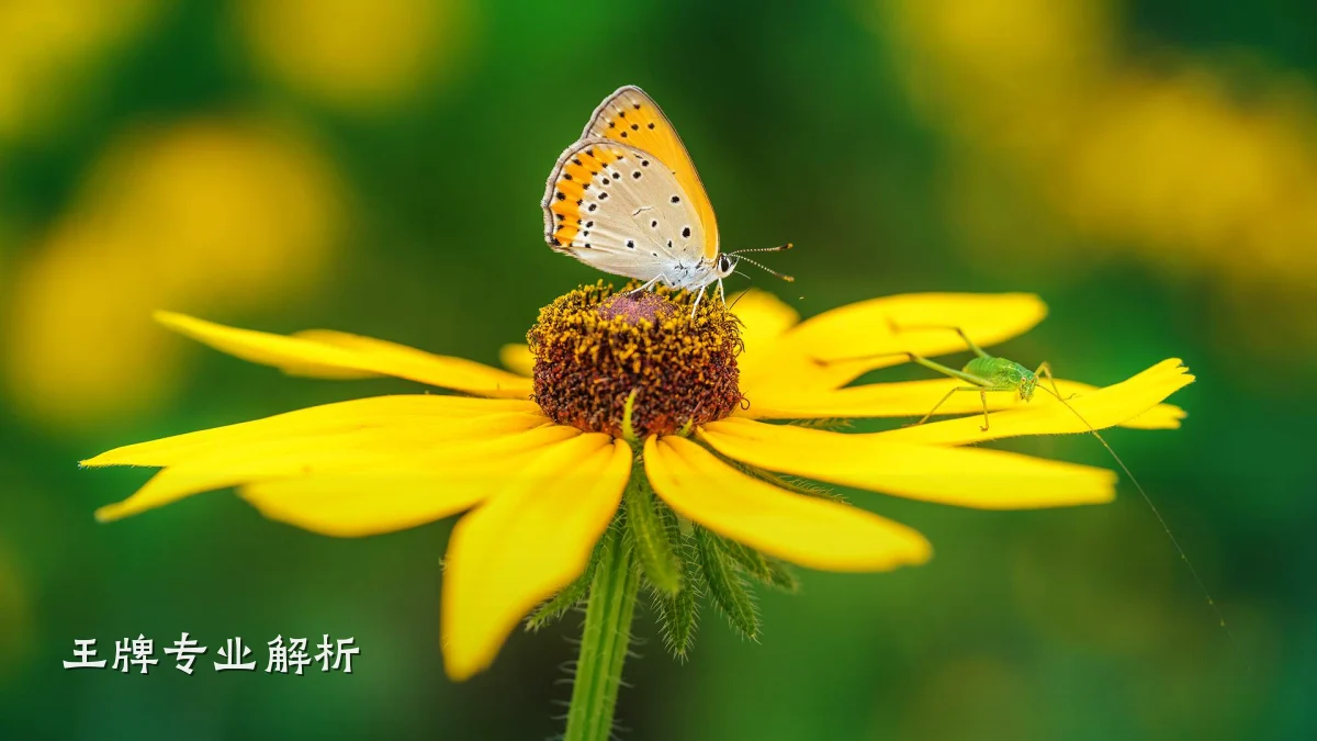 王牌专业解析